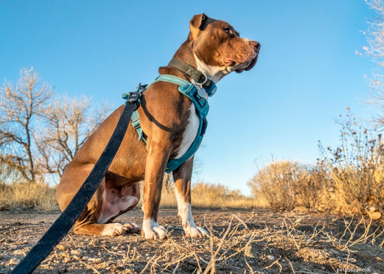 Shockhalsbandtraining kan uw hond en uw relatie met hem schaden