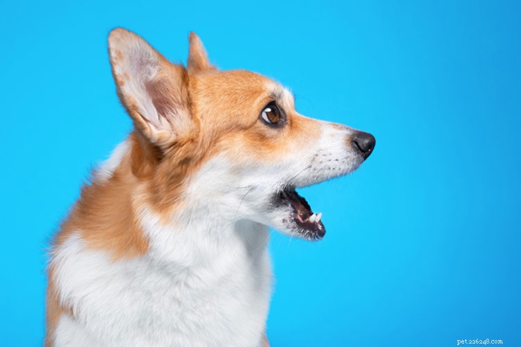 Träning med chockhalsband kan skada din hund och ditt förhållande till dem