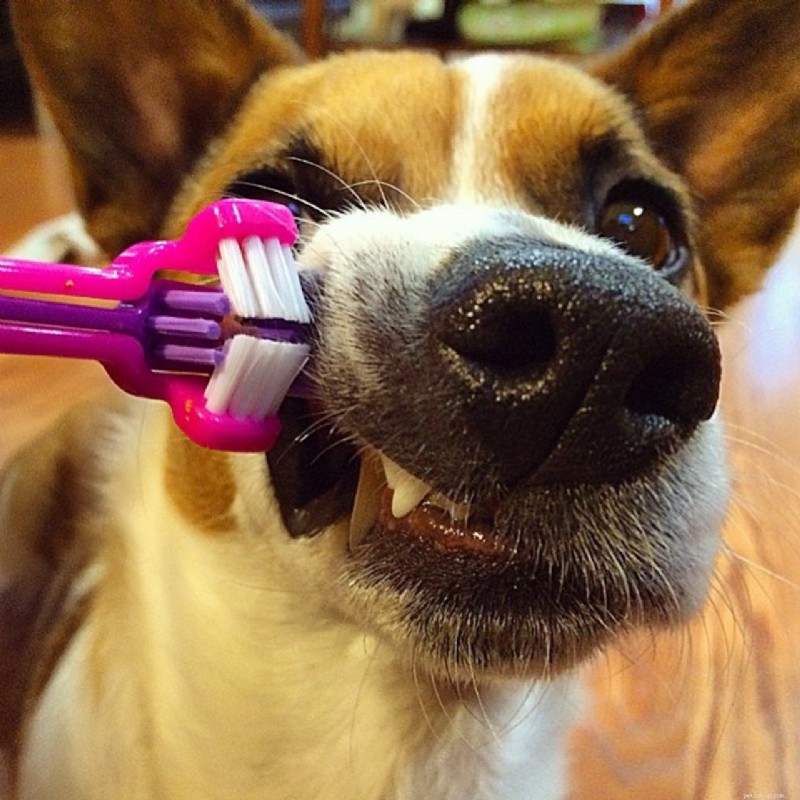 Hur du borstar din hunds tänder