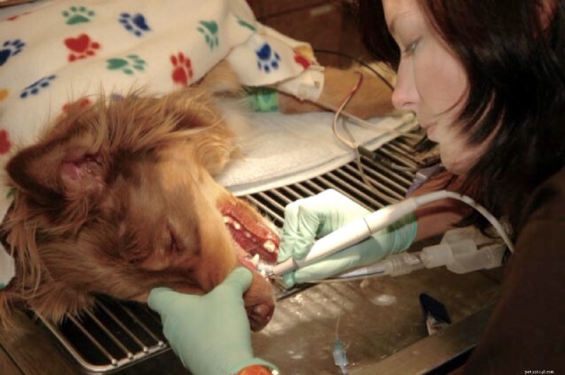 Hoe poets je de tanden van je hond