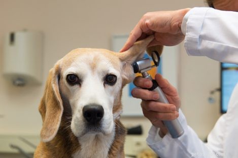 애완동물의 귀 청소 방법