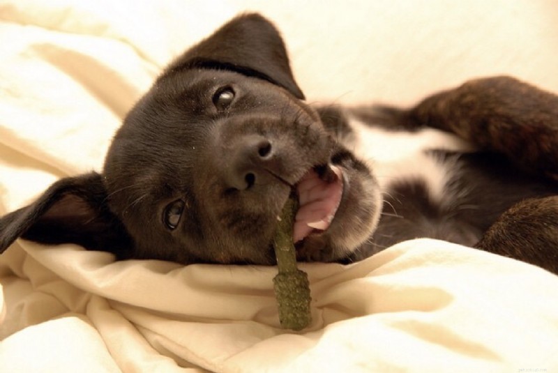 Как вылечить сумасшедший неприятный запах изо рта собаки