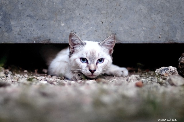 Kattenpootverwondingen op de pad, tussen de tenen en meer