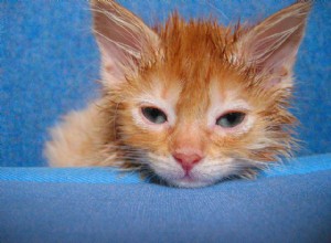 Malattia comune:acari dell orecchio nei gatti
