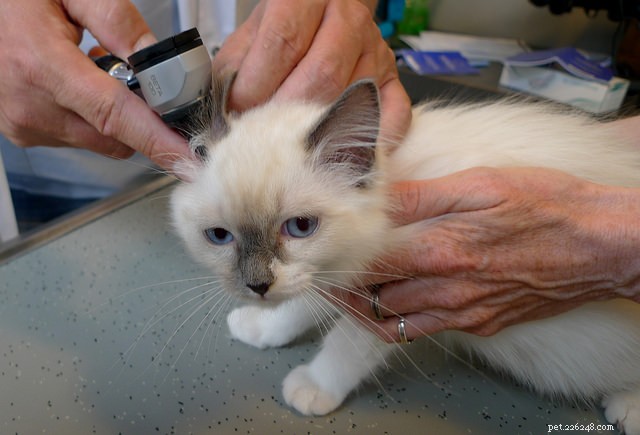 Malattia comune:acari dell orecchio nei gatti