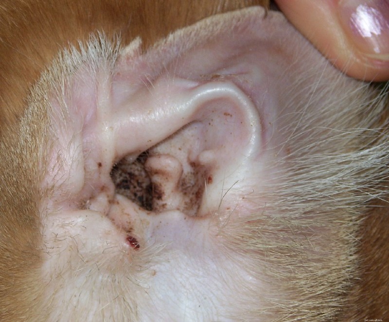 Maladie courante :les mites d oreille chez les chats