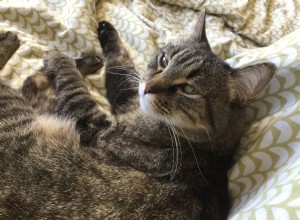 Mon chat a l herpès – Et maintenant ?