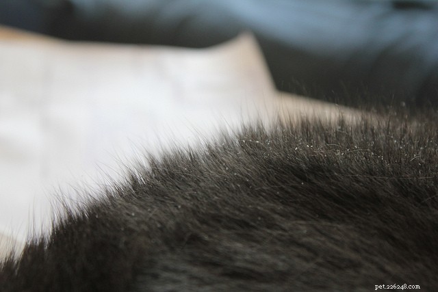 猫によく見られる被毛の状態