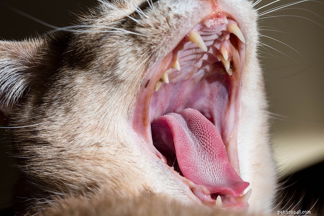 6 sinais secretos de um gato doente