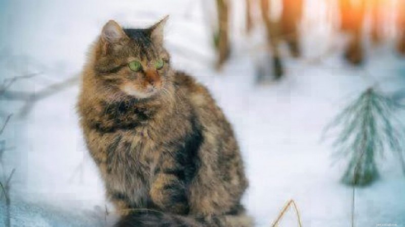 O inverno e seus animais de estimação:gatos e carros