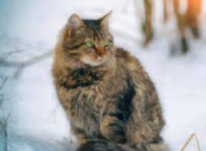 겨울과 애완동물:고양이와 자동차