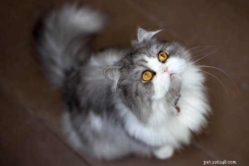 猫によく見られる病気:関節炎