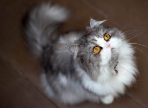 Распространенное заболевание кошек:артрит