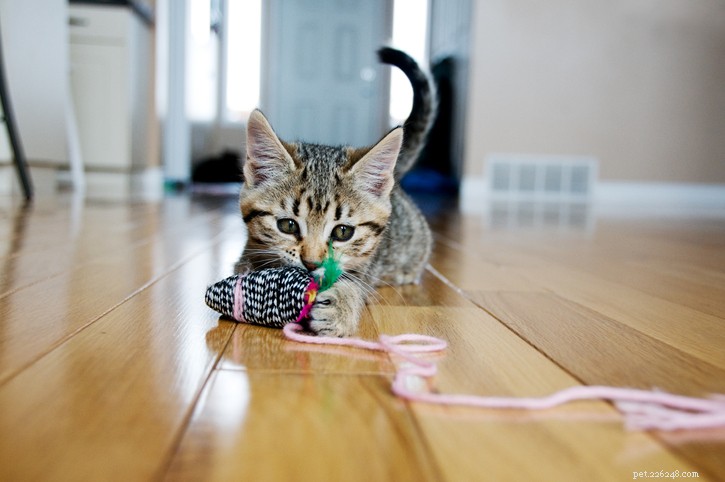 Maladie courante chez les chats :obstruction par un corps étranger