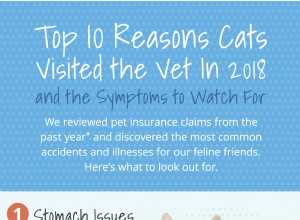I 10 motivi principali per cui i gatti vanno dal veterinario [Infografica]