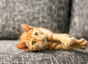 Declawing Cats:Wormer than a Trimming
