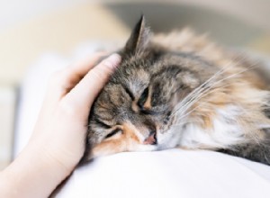 Kočičí panleukopenie:Co potřebujete vědět