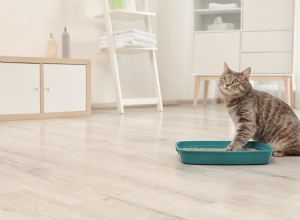 7 raisons pour lesquelles les chats sortent de la litière