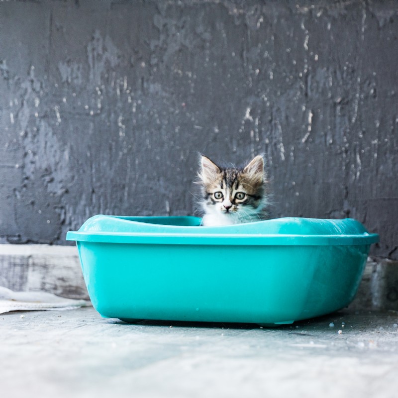 7 anledningar till att katter går utanför kattlådan