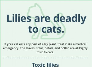 Lelies zijn dodelijk voor katten