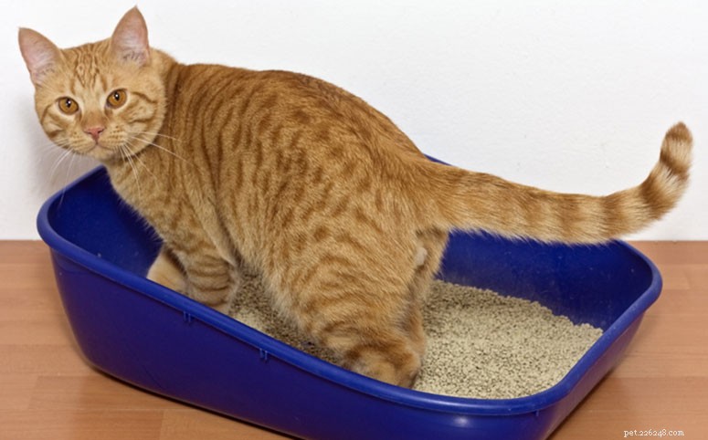 Um guia para cocô de gato saudável