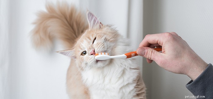 DIY:猫の自家製歯磨き粉