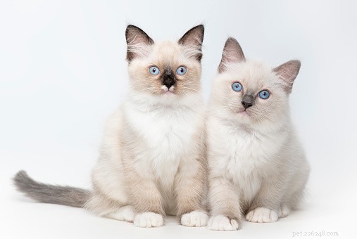 Kattenfeiten:Ragdoll Cats