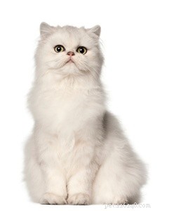 Fakta o kočce:perština