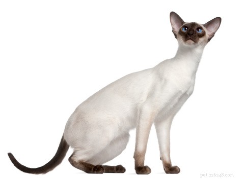 Kattfakta:Siamese katter