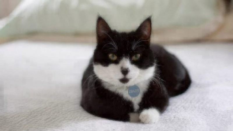 Kattenfeiten:Tuxedo Cats