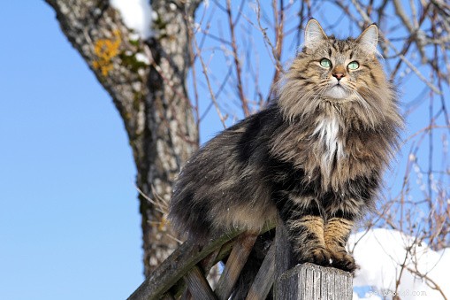 Fakta o kočce:Norská lesní kočka