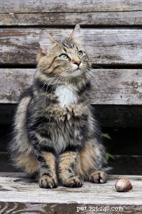 Fakta o kočce:Norská lesní kočka