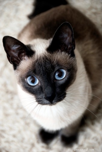Fakta o kočkách:siamské kočky
