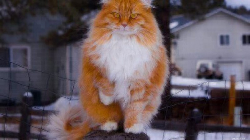 猫の特徴:ノルウェージャン フォレスト キャット