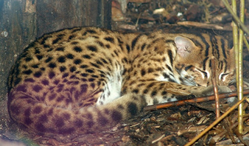 Il gatto del Bengala ha parenti selvaggi non così distanti