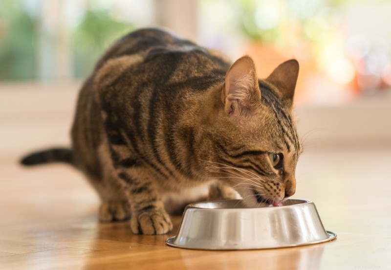 5 sätt att göra det roligare att äta för katter
