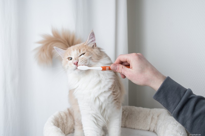 Jak čistit kočce zuby