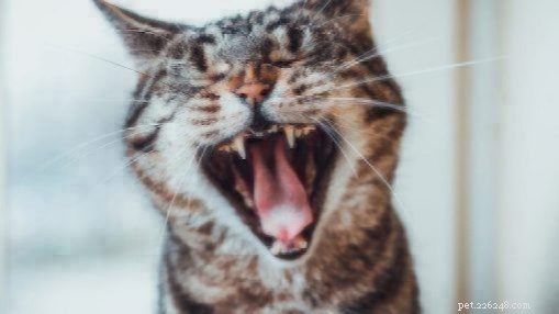 Katts munhälsa:Vad är en Kitty Cavity?
