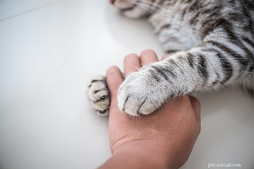 연구에 따르면 고양이는 오른손잡이와 왼손잡이가 있습니다.