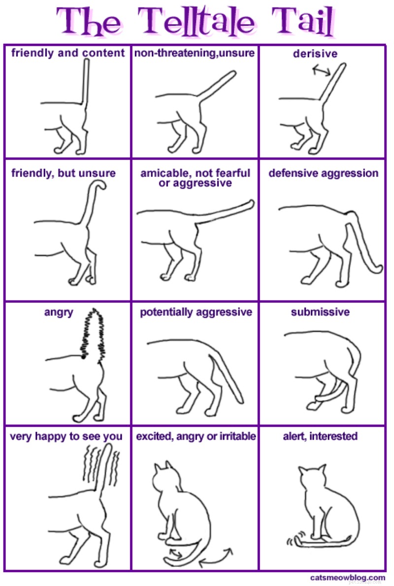 Как говорить на языке вашей кошки