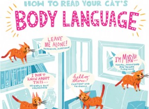 Jak mluvit jazykem své kočky