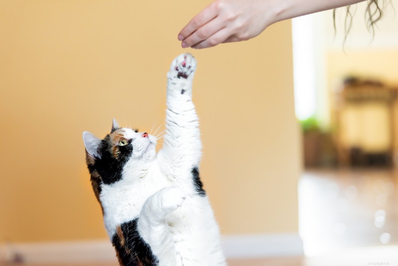 Tips voor het trainen van uw trainingsresistente kat
