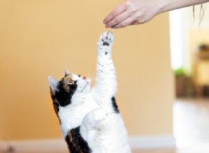 Tips voor het trainen van uw trainingsresistente kat