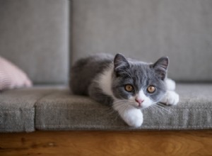 Hur man stoppar katter från att spraya