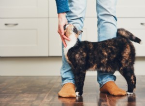 Comment les chats disent-ils merci ?