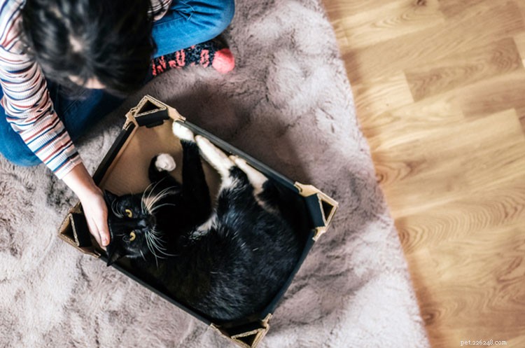 Wetenschap bevestigt:ja, katten houden ervan om in dozen te zitten, zelfs als het een illusie is