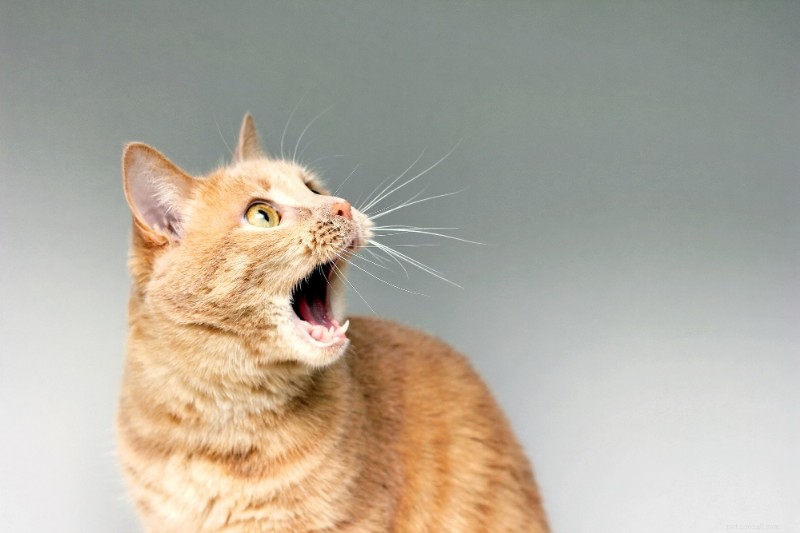 猫が夜に鳴く理由とそれを止める方法