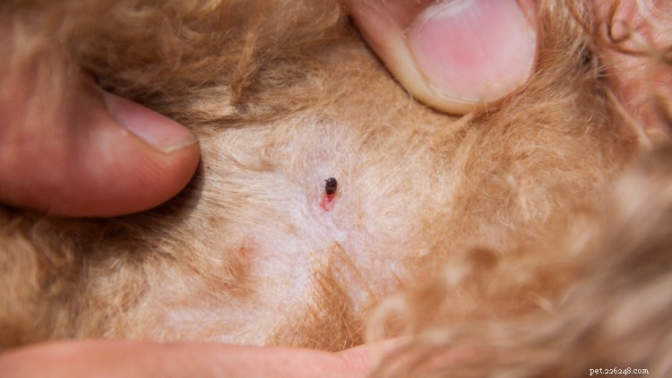 Como se livrar de pulgas em cães o mais rápido possível