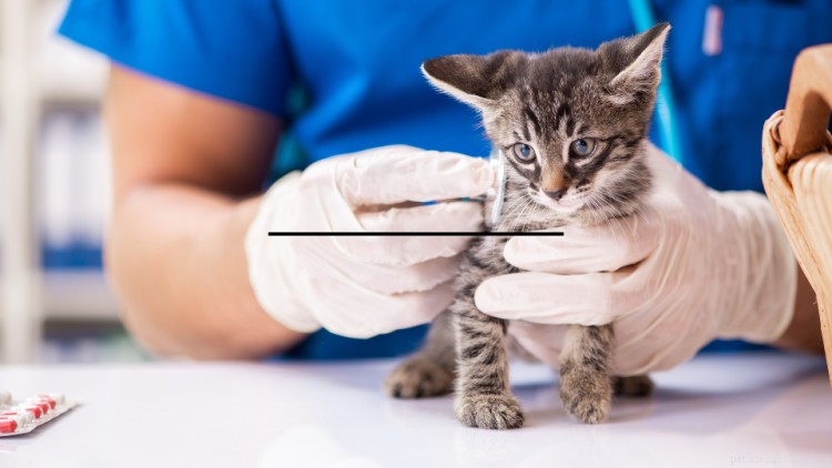 Feline Panleukopenia Virus (distemper):Symtom och riskfaktorer