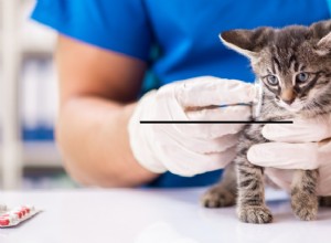 Feline Panleukopenia Virus (Distemper):Symptomen en risicofactoren